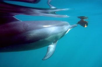 Hawaiian spinner dolphin in Pokai Bay, Waianae, playing w... by Charles Harvey 